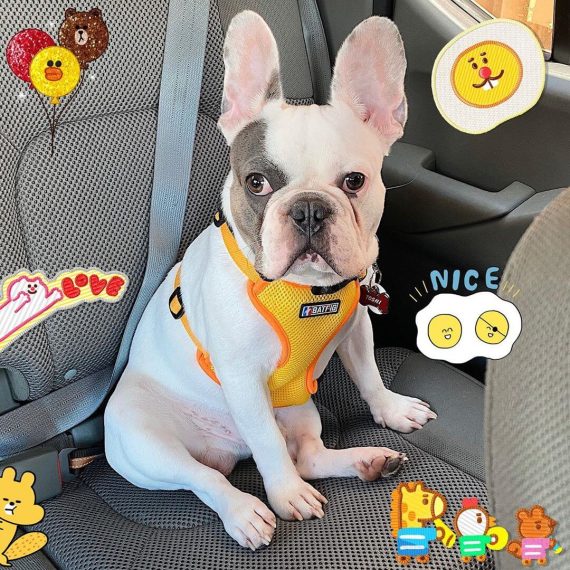 BATPIG Backpack Harness - Brave Lion Yellow