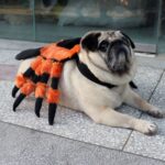 Incy Wincy Orange Spider French Bulldog Costume