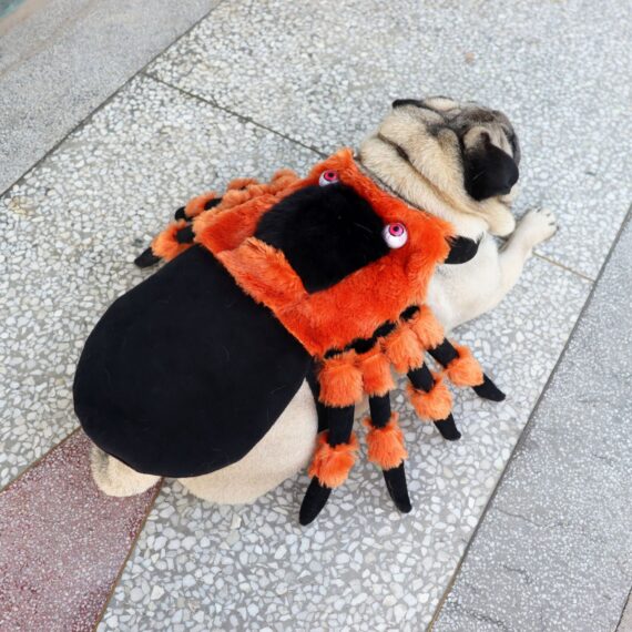 Incy Wincy Orange Spider French Bulldog Costume