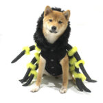Spiderdog French Bulldog Costume