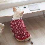 Buru French Bulldog Sweater