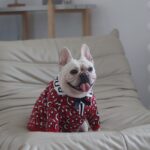 Buru French Bulldog Sweater
