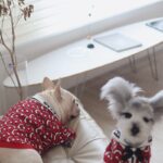 Buru French Bulldog Sweater