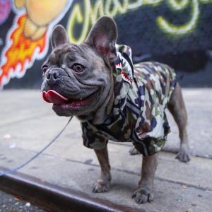 Shark Camo Adventure Jacket for French Bulldogs