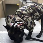 Shark Camo Adventure Jacket for French Bulldogs