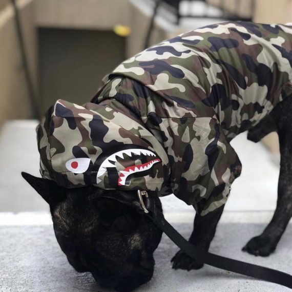Shark Camo Adventure Jacket for French Bulldogs
