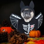Halloween Bat French Bulldog Costume