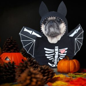 Halloween Bat French Bulldog Costume