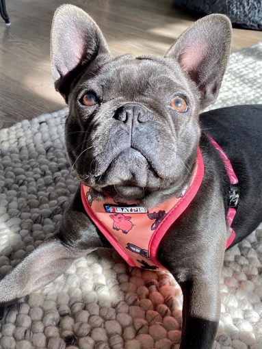 BATPIG Pet Supply