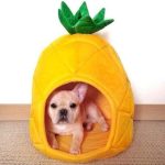 Pineapple Paradise Frenchie House