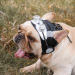 Retro Pilot Dog Hat For Frenchie