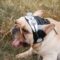 Retro Pilot Dog Hat For Frenchie