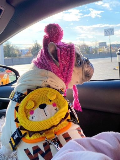 BATPIG Pet Supply