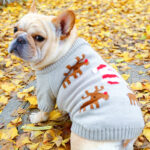 Festive Reindeer Santa French Bulldog Sweater