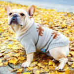 Festive Reindeer Santa French Bulldog Sweater