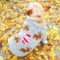 Festive Reindeer Santa French Bulldog Sweater