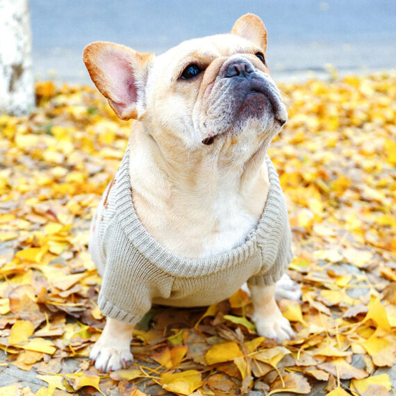 Festive Reindeer Santa French Bulldog Sweater