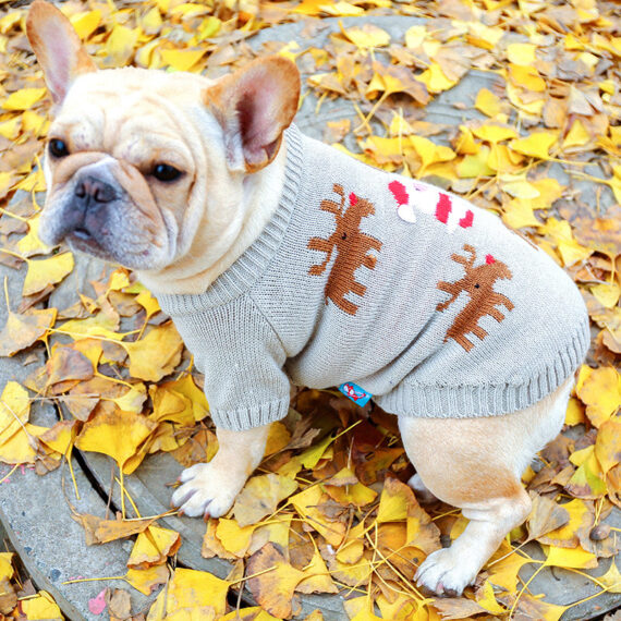 Festive Reindeer Santa French Bulldog Sweater