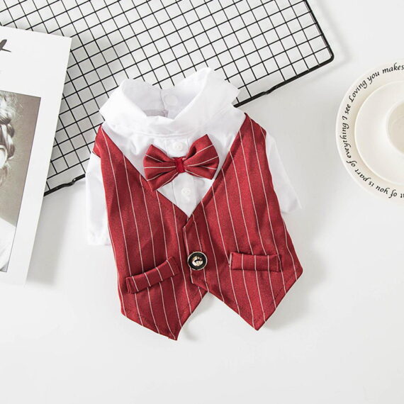 French Bulldog Tailcoat
