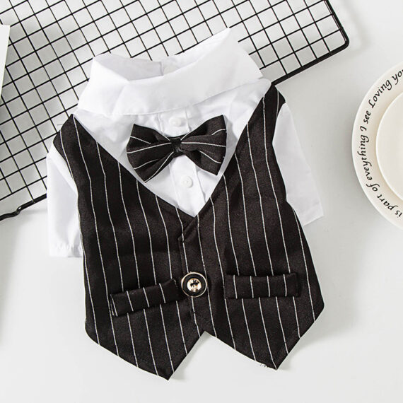 French Bulldog Tailcoat