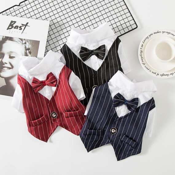 French Bulldog Tailcoat