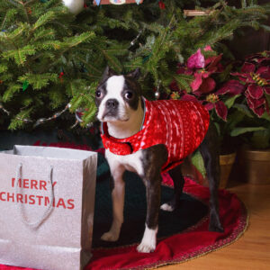 Holiday Season French Bulldog Reversible Vest