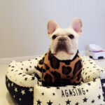 Leopard Print French Bulldog Spring T-Shirt