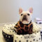 Leopard Print French Bulldog Spring T-Shirt