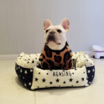 Leopard Print French Bulldog Spring T-Shirt