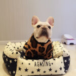 Leopard Print French Bulldog Spring T-Shirt