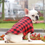 Plaid And Bowtie Frenchie Shirt