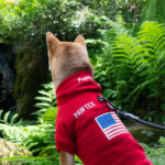Pupreme American Flag Frenchie Hoodie