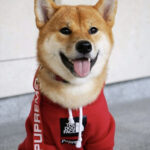 Pupreme American Flag Frenchie Hoodie