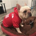 Pupreme American Flag Frenchie Hoodie