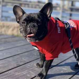 Pupreme American Flag Frenchie Hoodie