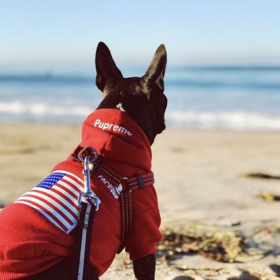 Pupreme American Flag Frenchie Hoodie