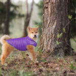 Reversible Windproof French Bulldog Vest