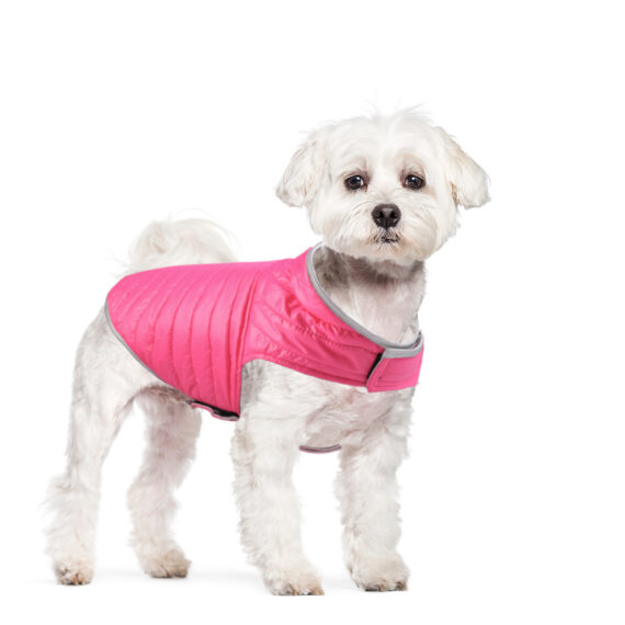 Reversible Windproof French Bulldog Vest