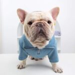 Basic French Bulldog Zip Up Sweater