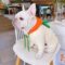 Carrot French Bulldog Hoodie