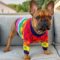 Vibrant Rainbow Knit Frenchie Pullover Sweater