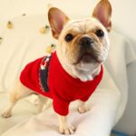 Santa Claus French Bulldog Christmas Sweater