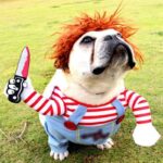 Chucky French Bulldog Costume