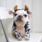 Cow French Bulldog Hoodie