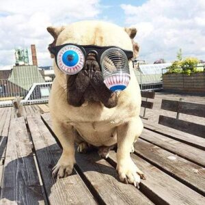 Dog Zombie Funny Glasses