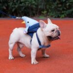 French Bulldog Elephant Backpack Harness