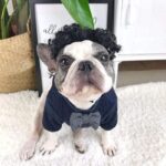 French Bulldog Bow Sweater