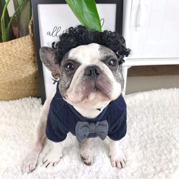French Bulldog Bow Sweater