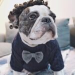 French Bulldog Bow Sweater