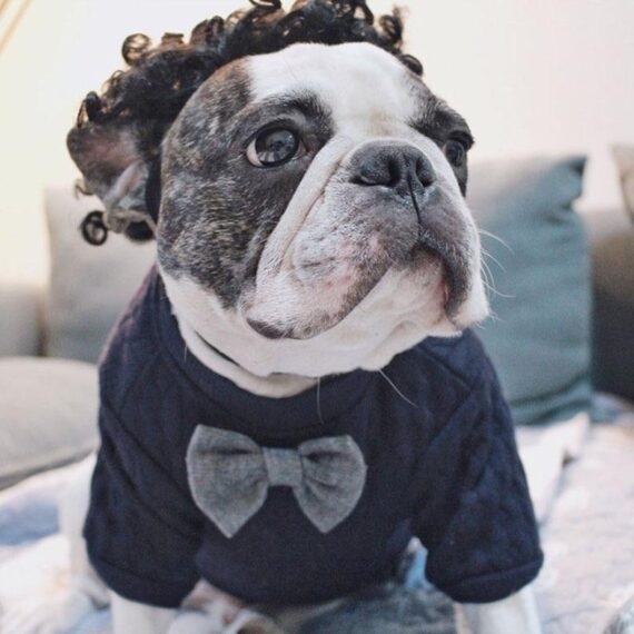French Bulldog Bow Sweater